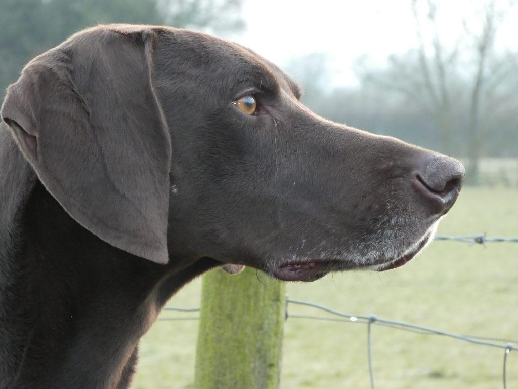residential gundog training german shorthaired pointer