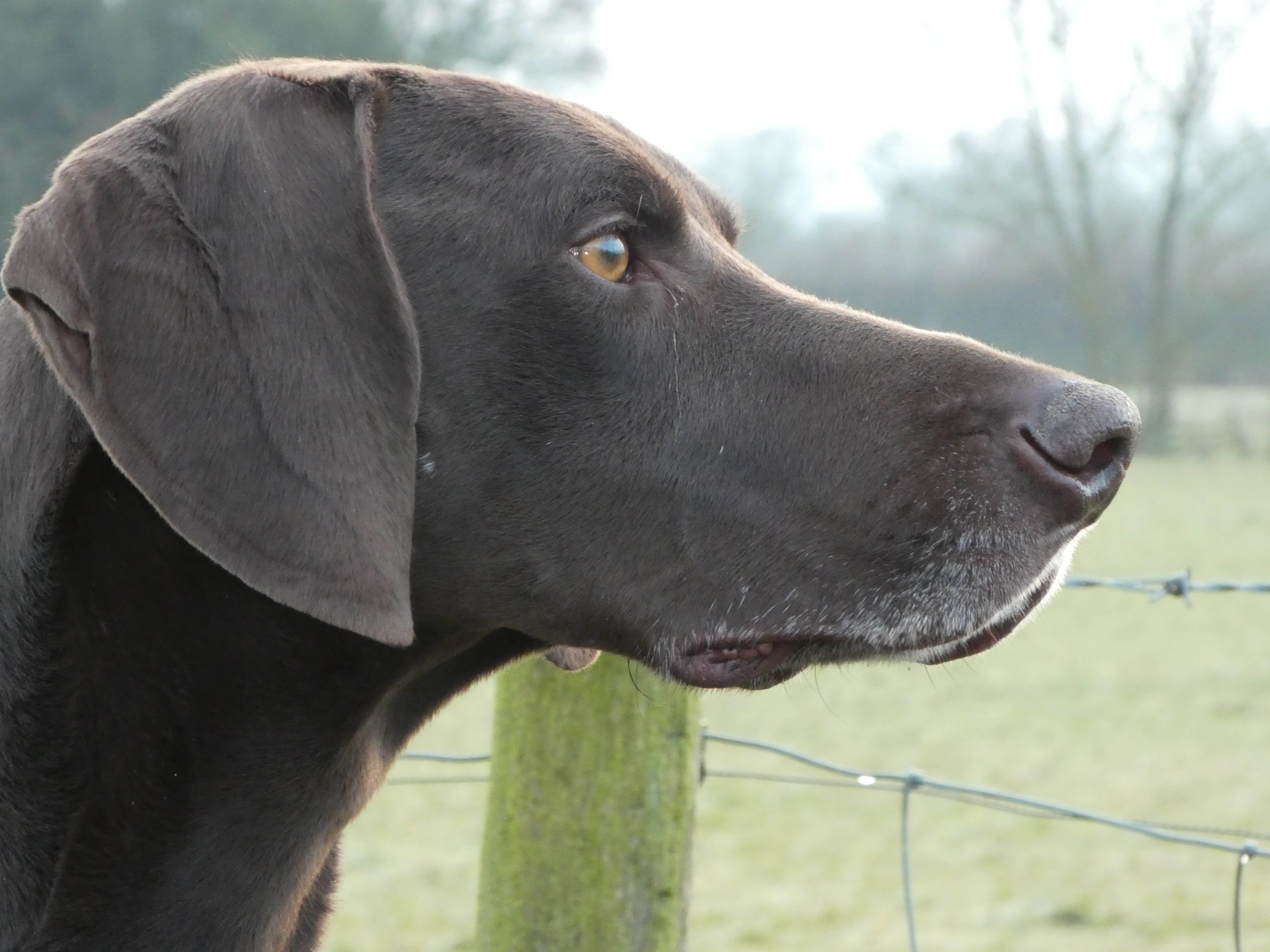 residential gundog training german shorthaired pointer