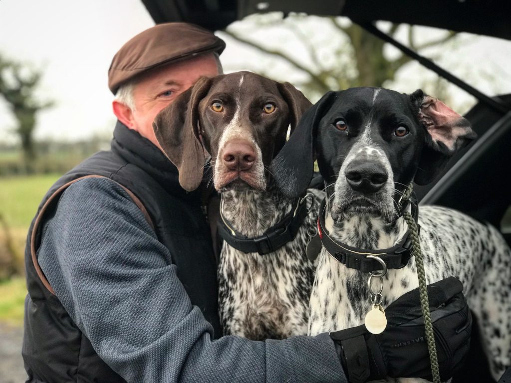 gundog training two brother german shorthaired pointers