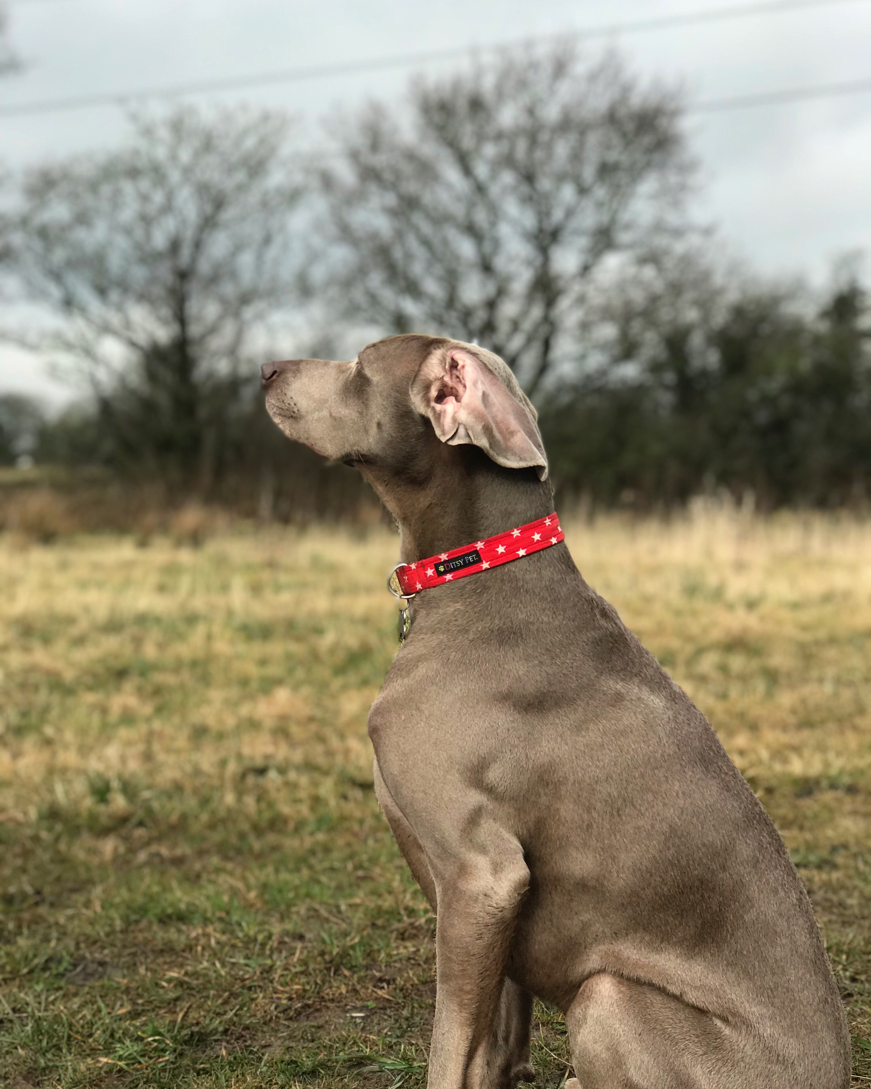gudog training weimeraner