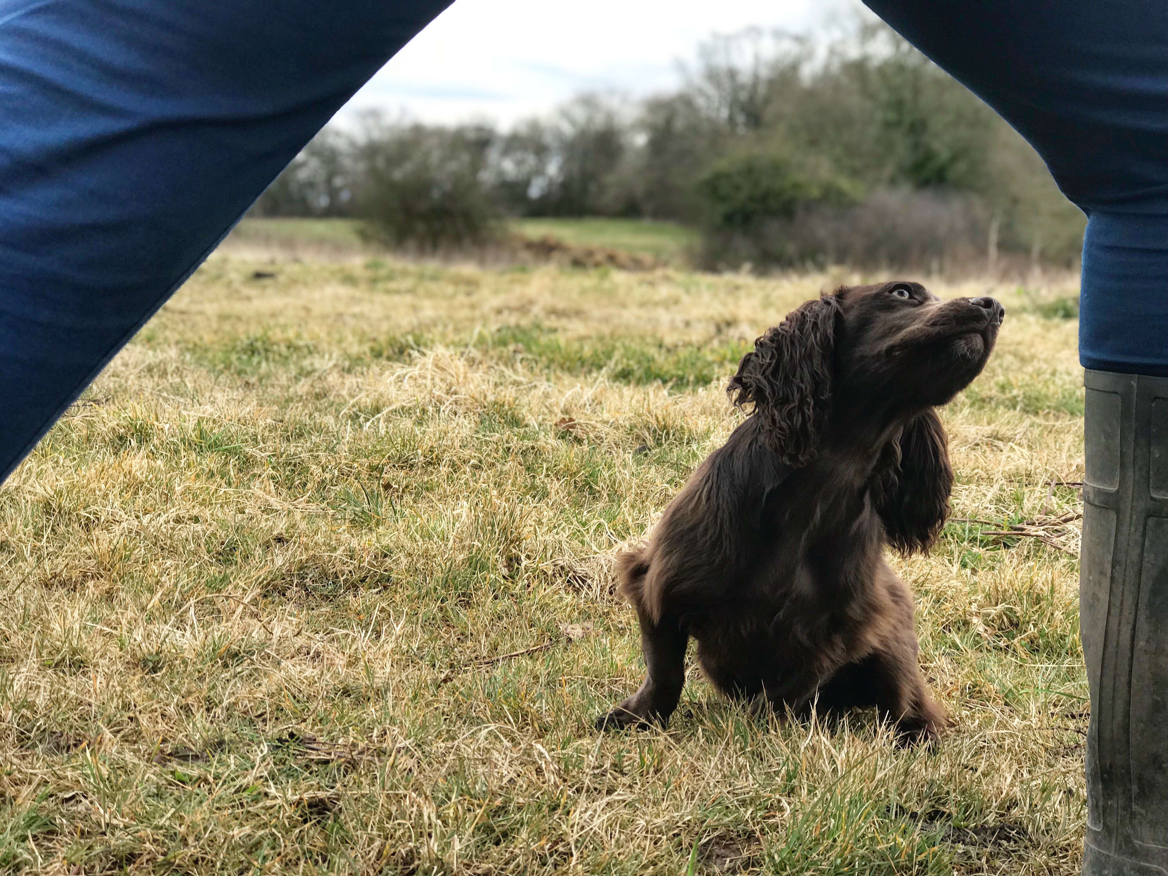 puppy gundog training cocker spaniel