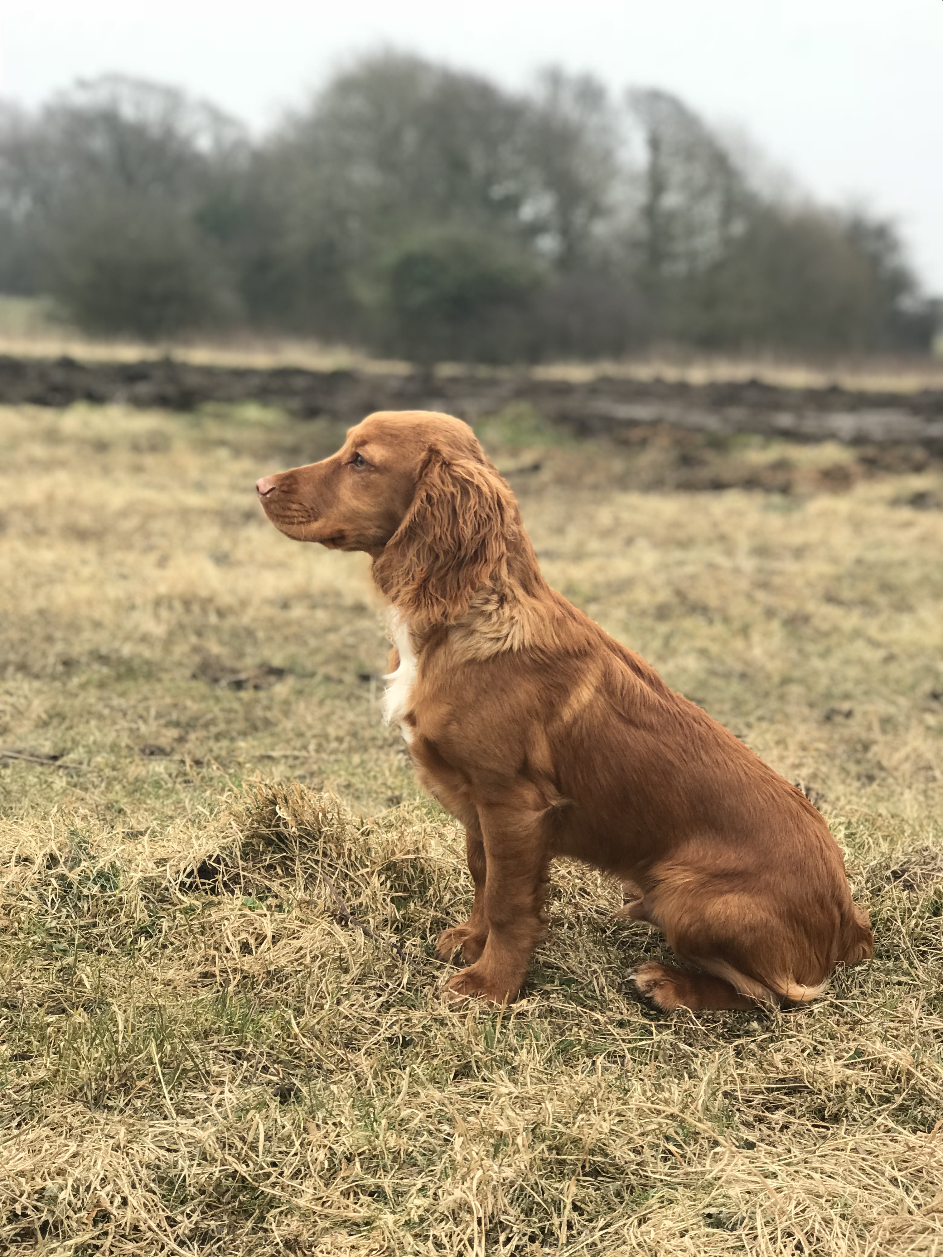 trained working cocker spaniel for sale