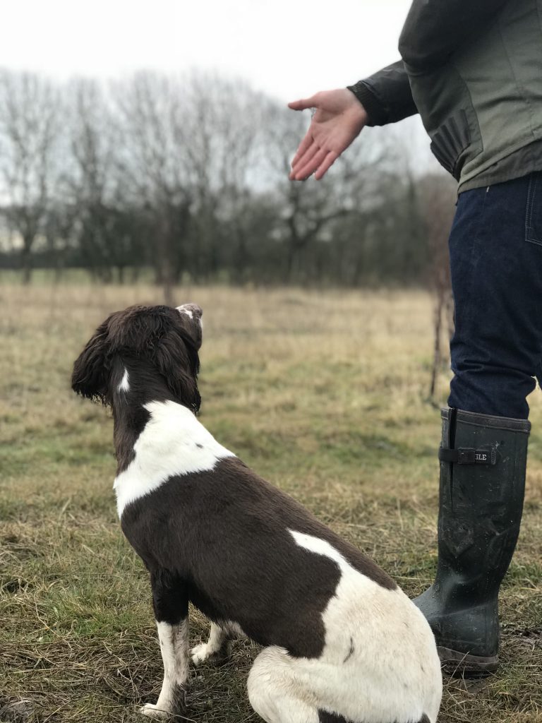 gundog training 2018 shooting season