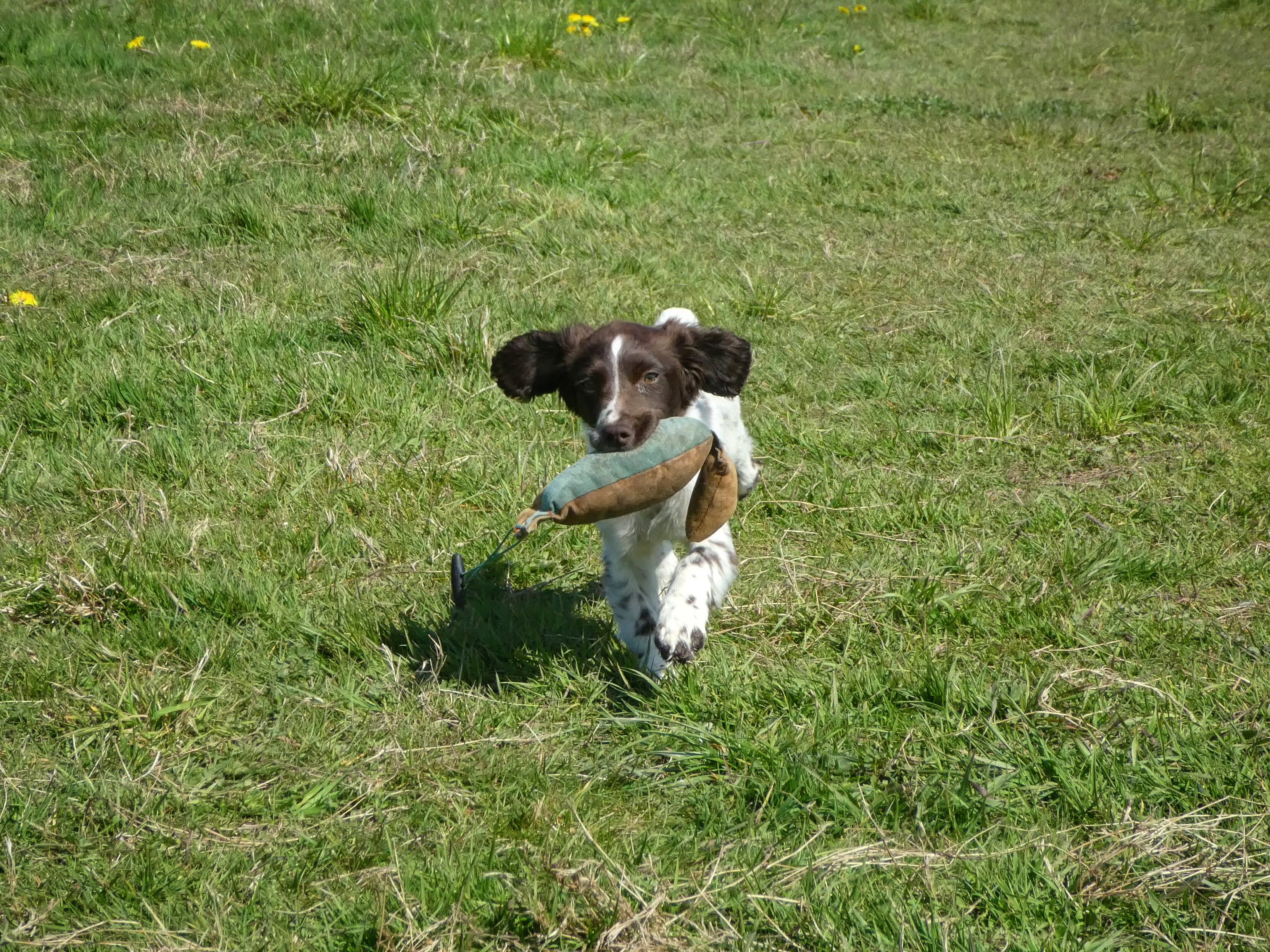 puppy gundog training