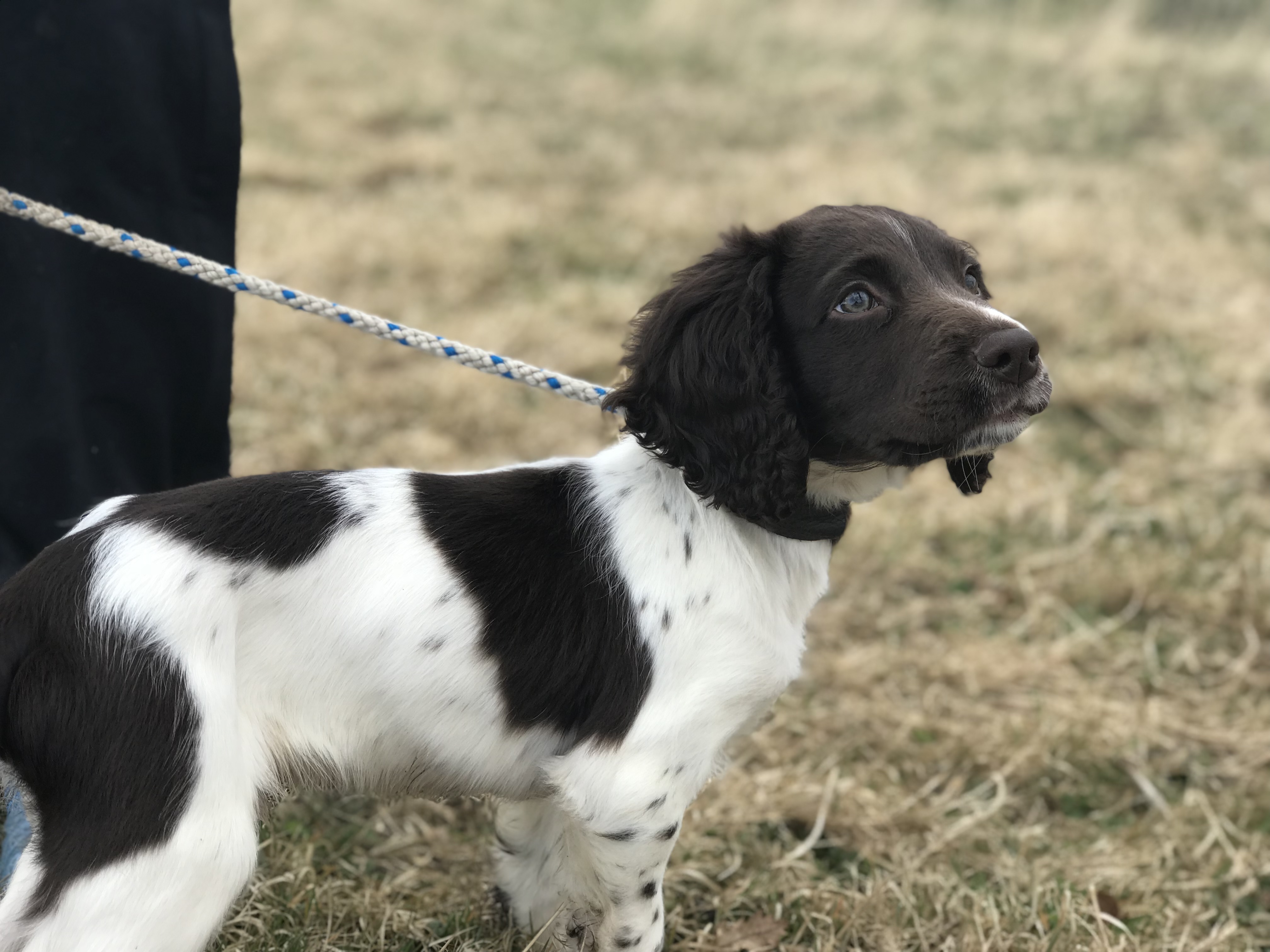 springer spaniel puppy gundog training