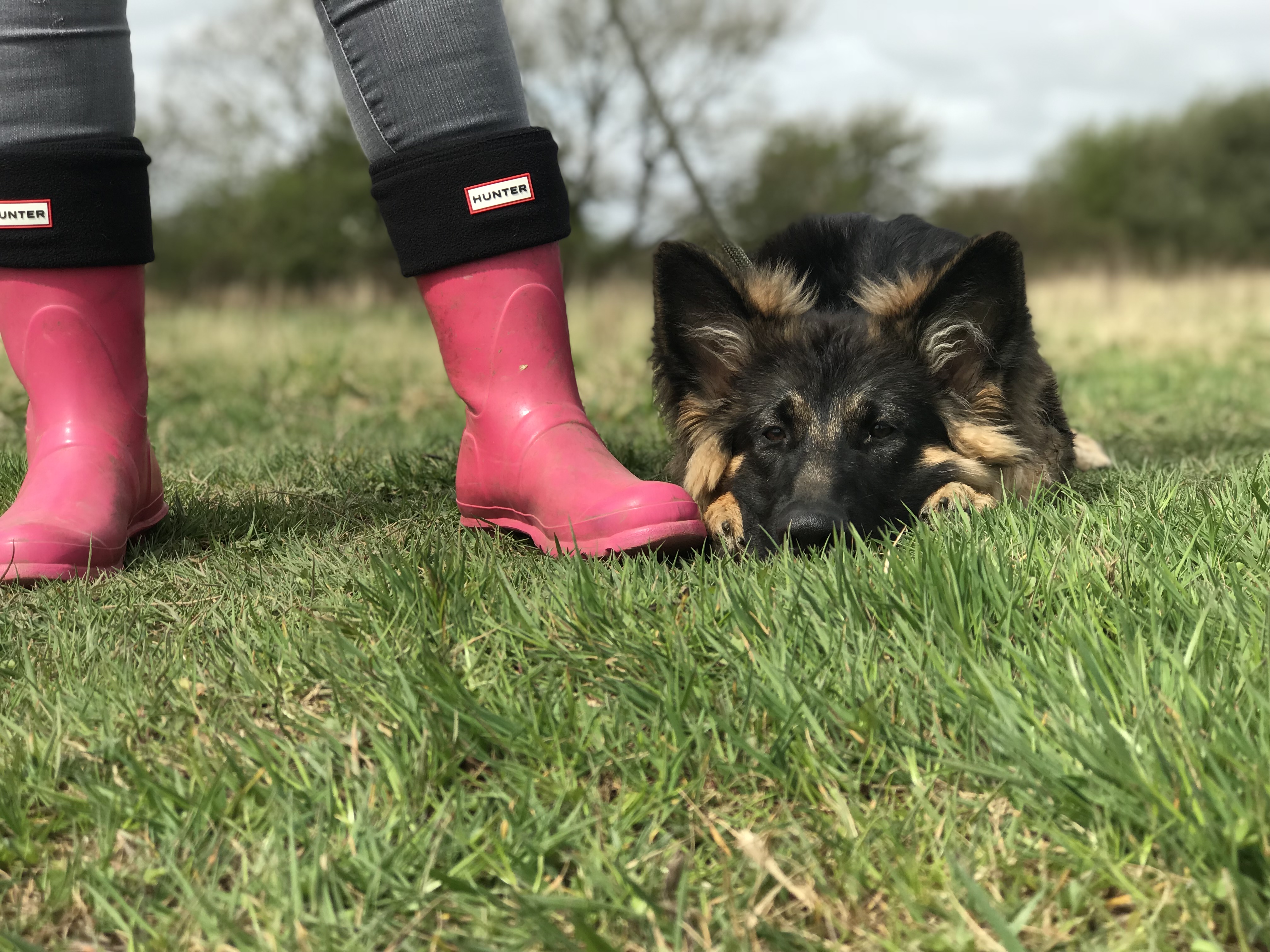 gundog training german shepherd