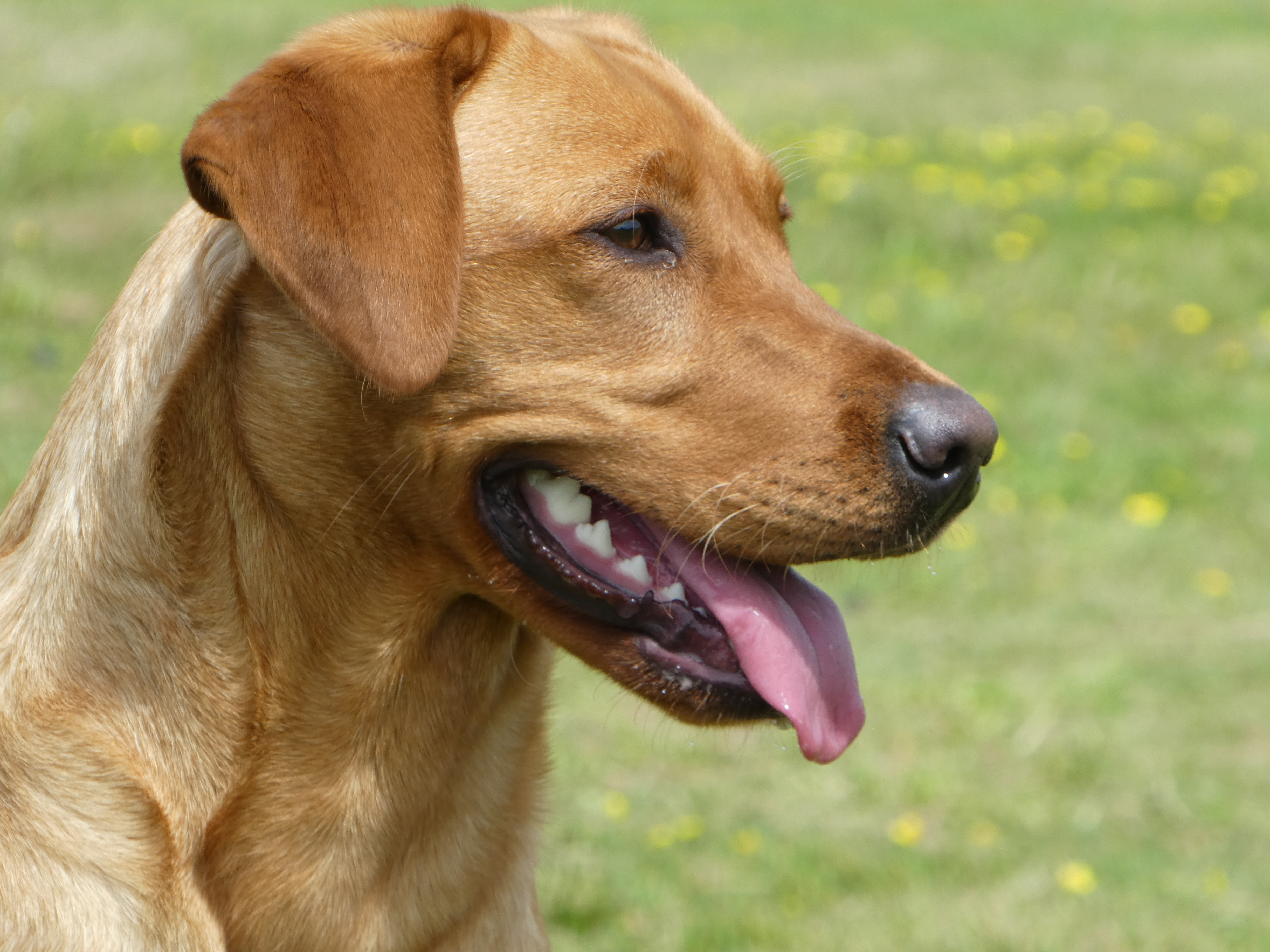 testimonial gundog training labrador