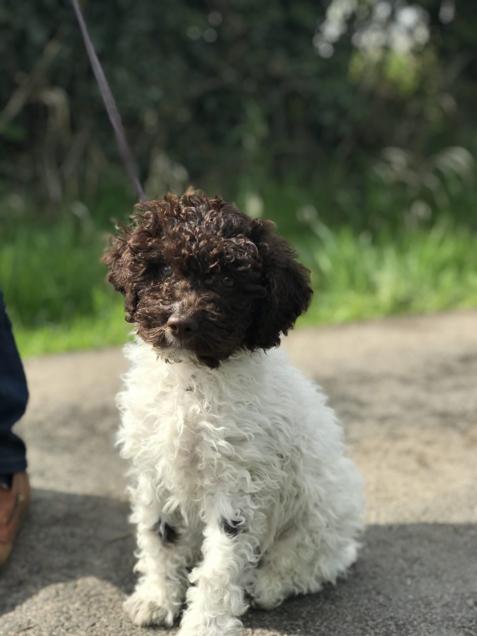 Lagotto Romagnolo Puppy Training Preston, Lancashire
