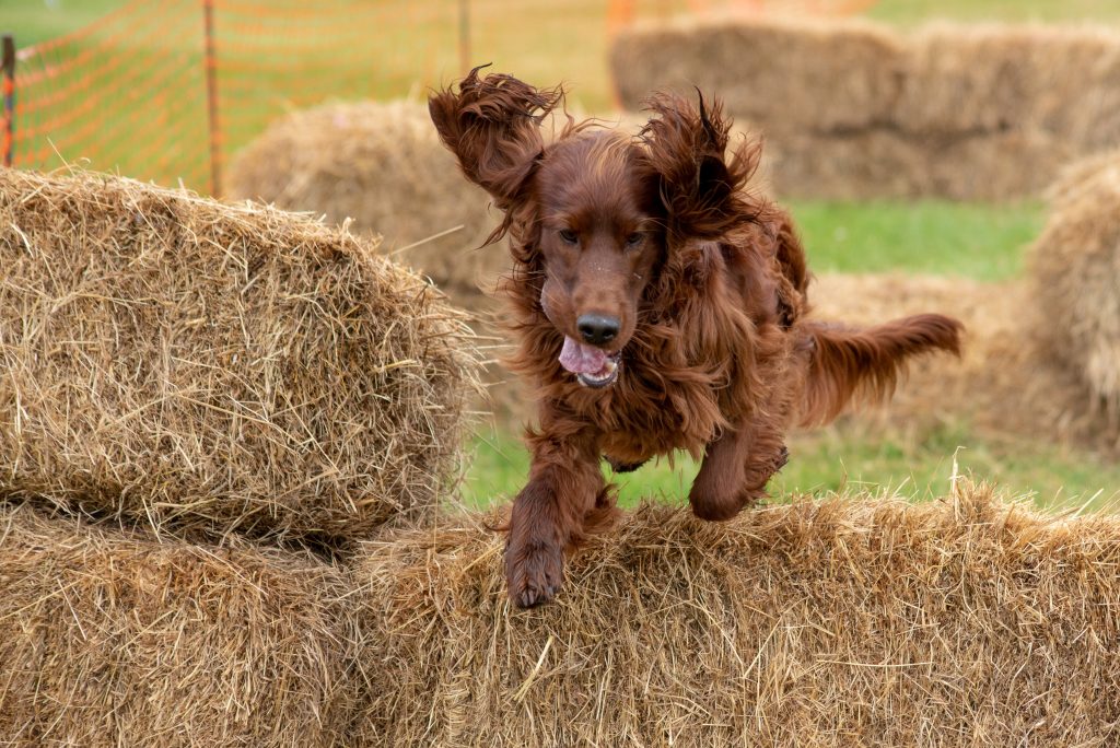 tessleymoor charity event gundog scurry