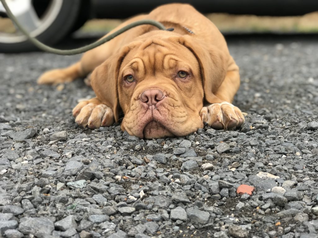 dog photography dogue de bordeaux