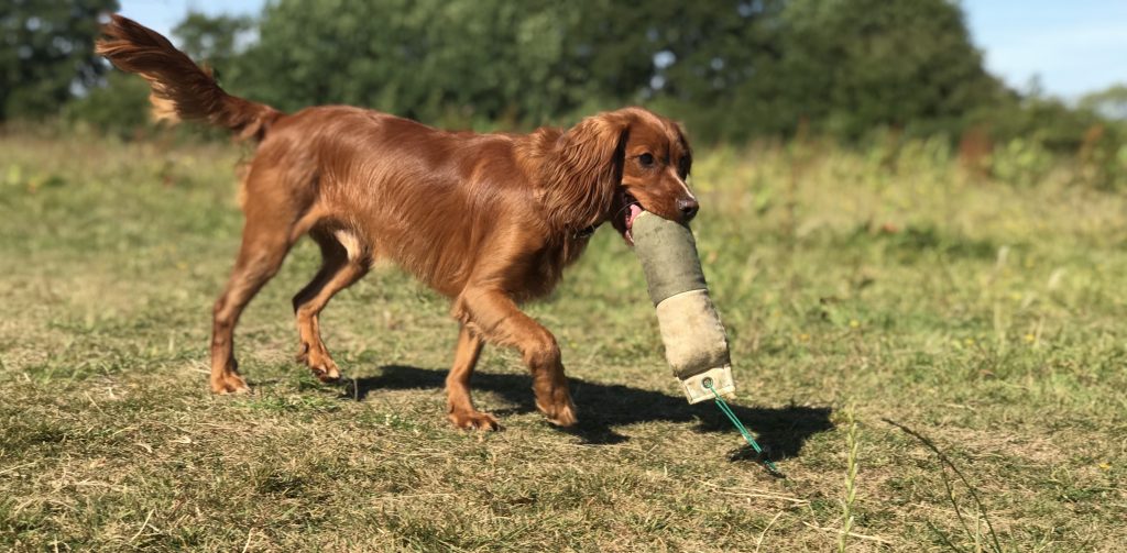 gundog training a cocker spaniel