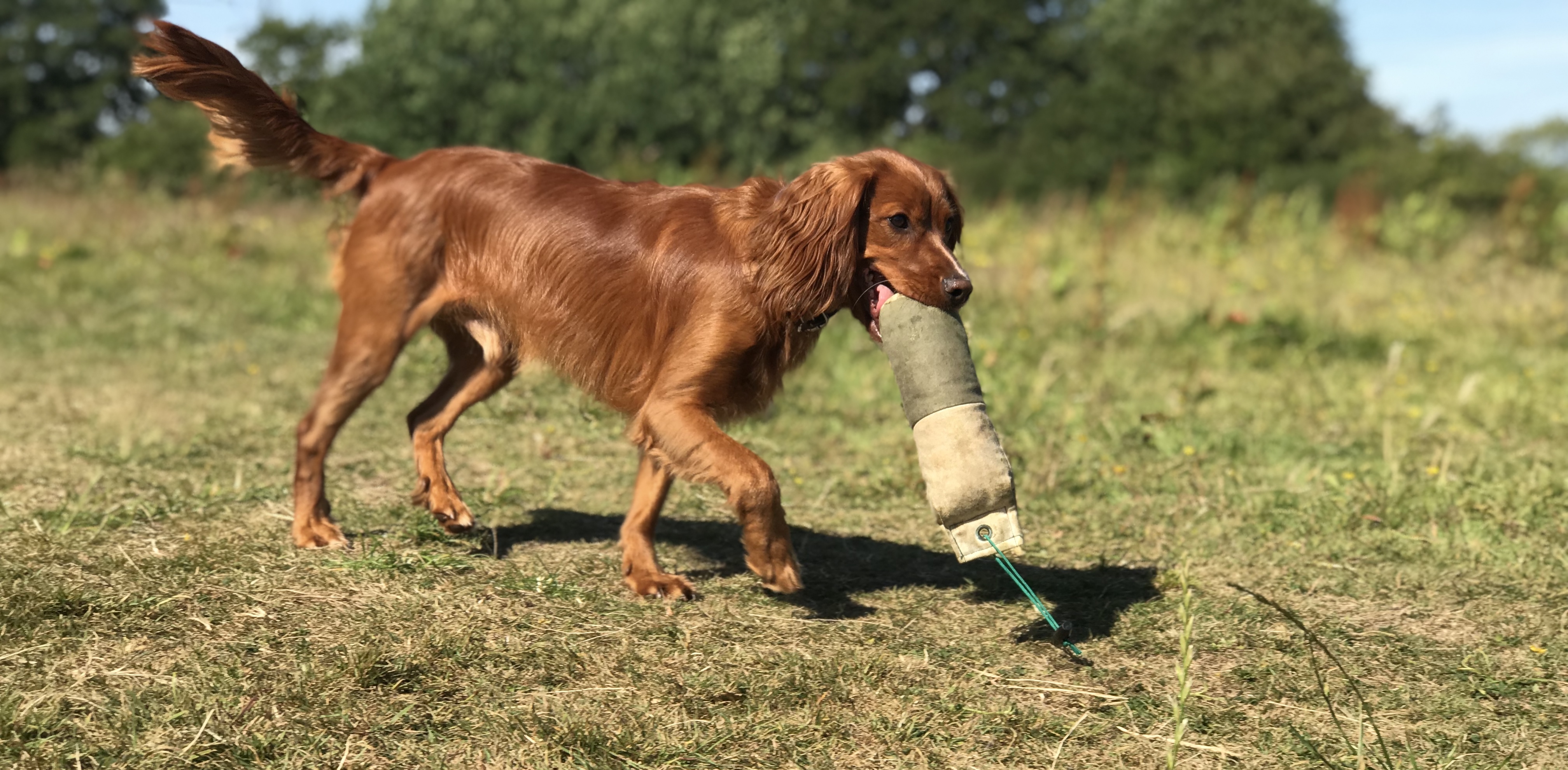 gundog training a cocker spaniel