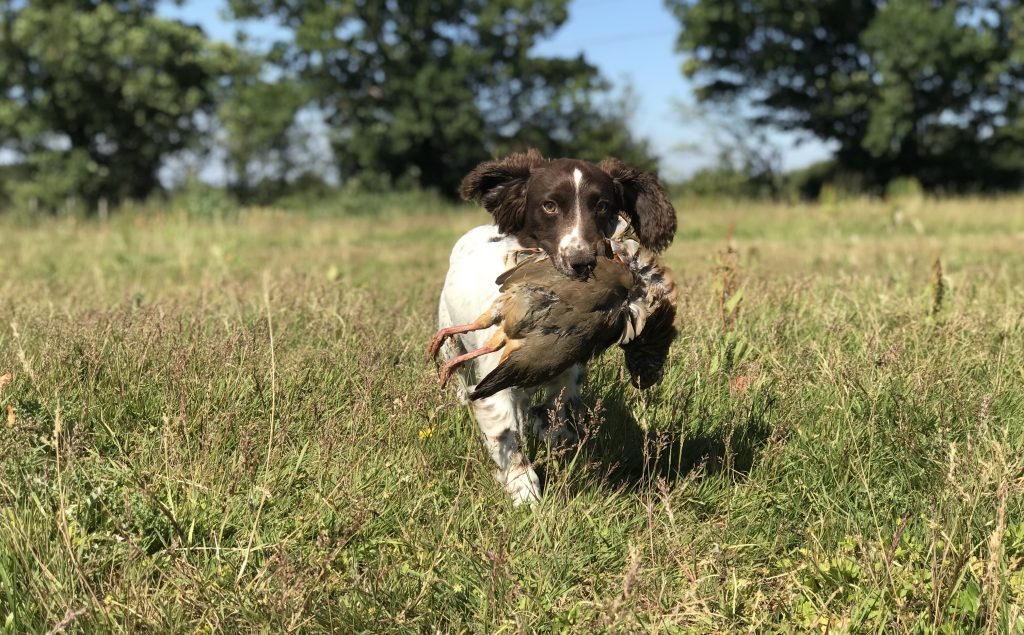 cold game training springer spaniel puppy