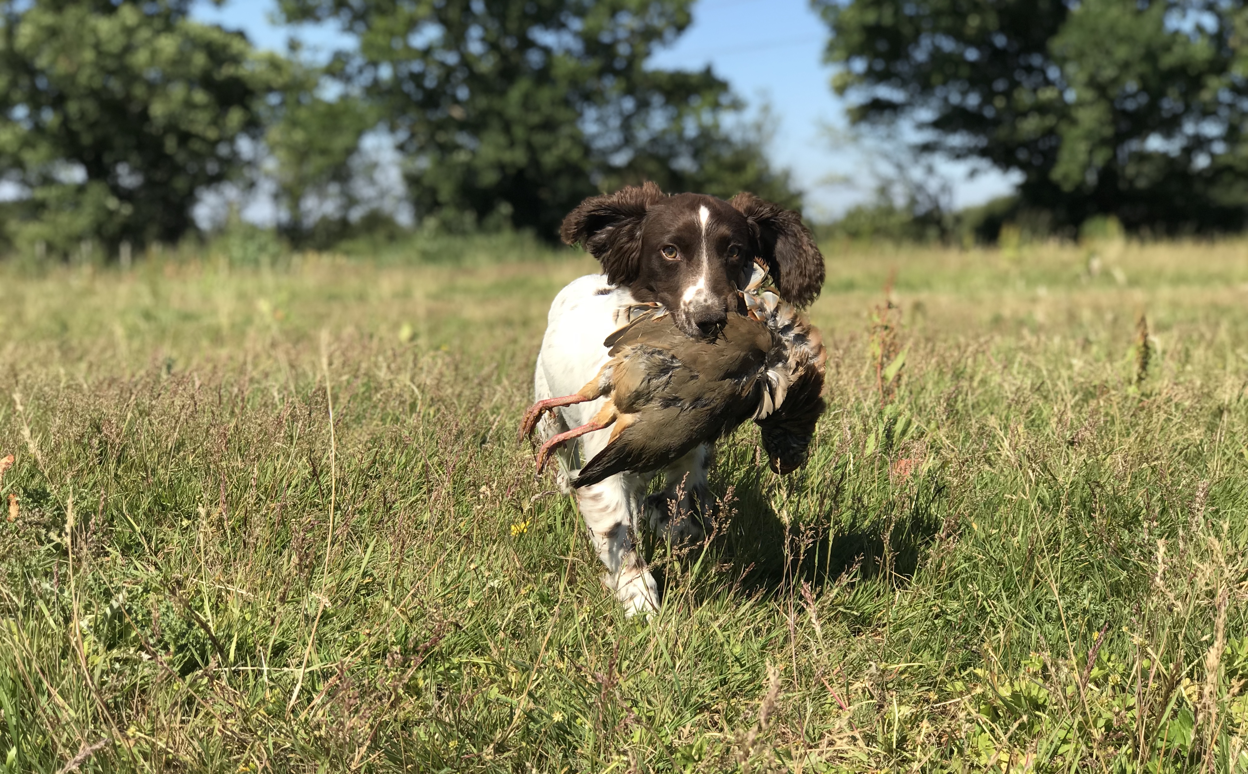 cold game training springer spaniel puppy