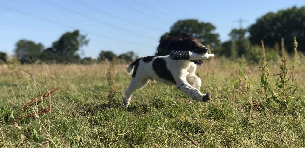 puppy springer spaniel training