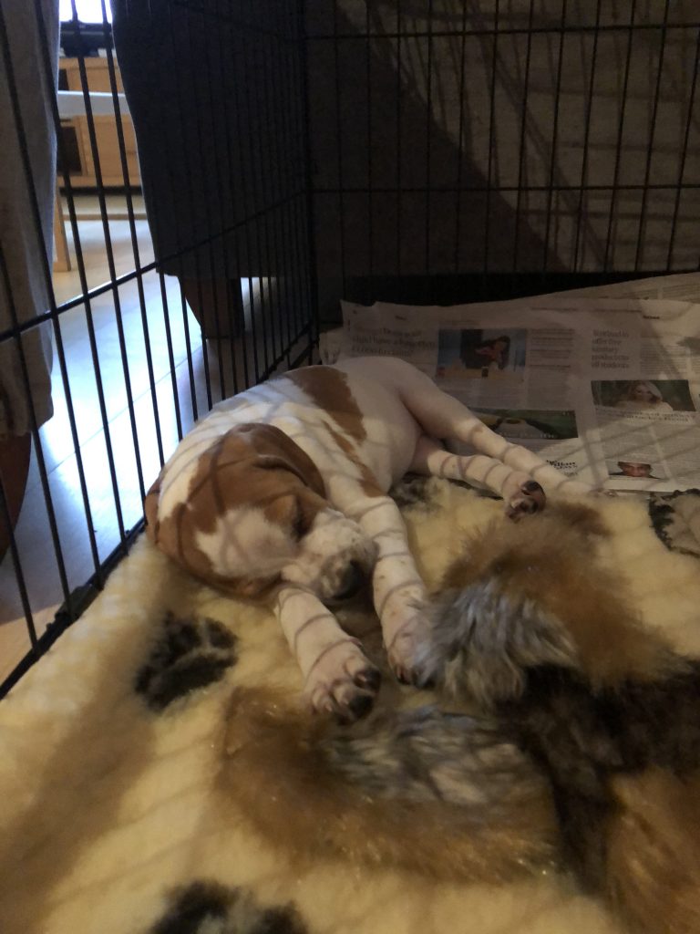 gundog puppy training english pointer