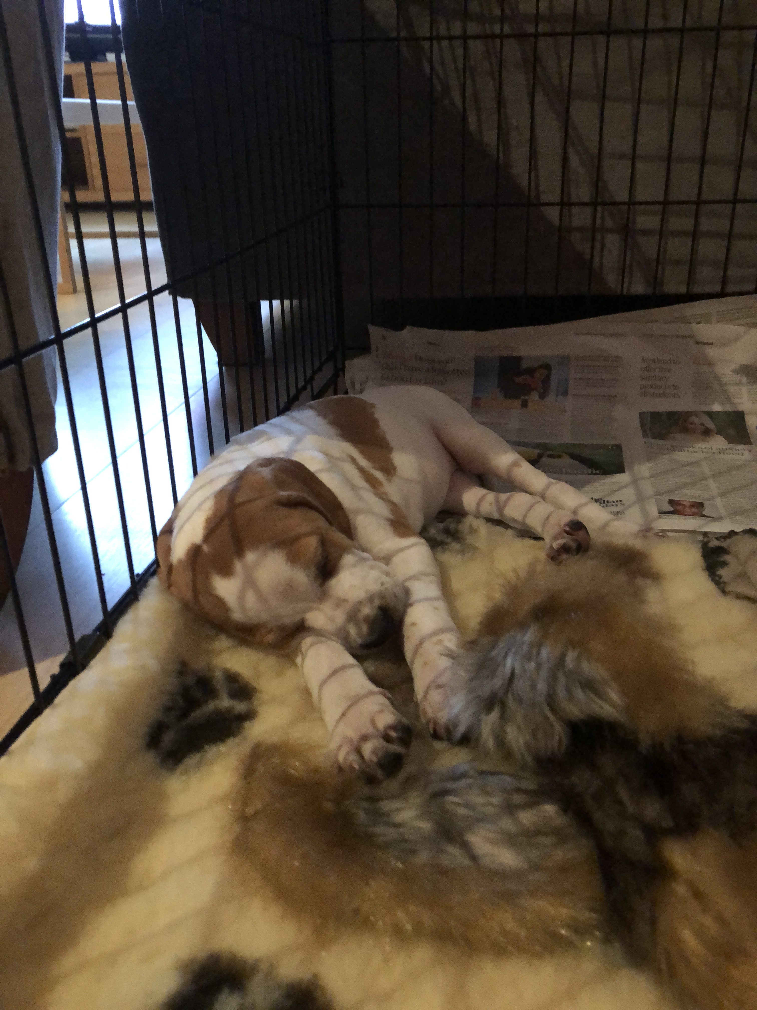 gundog puppy training english pointer