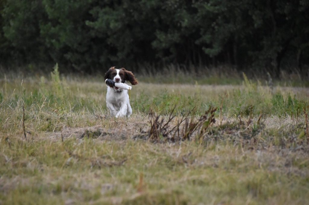 gundog training a rescue springer spaniel