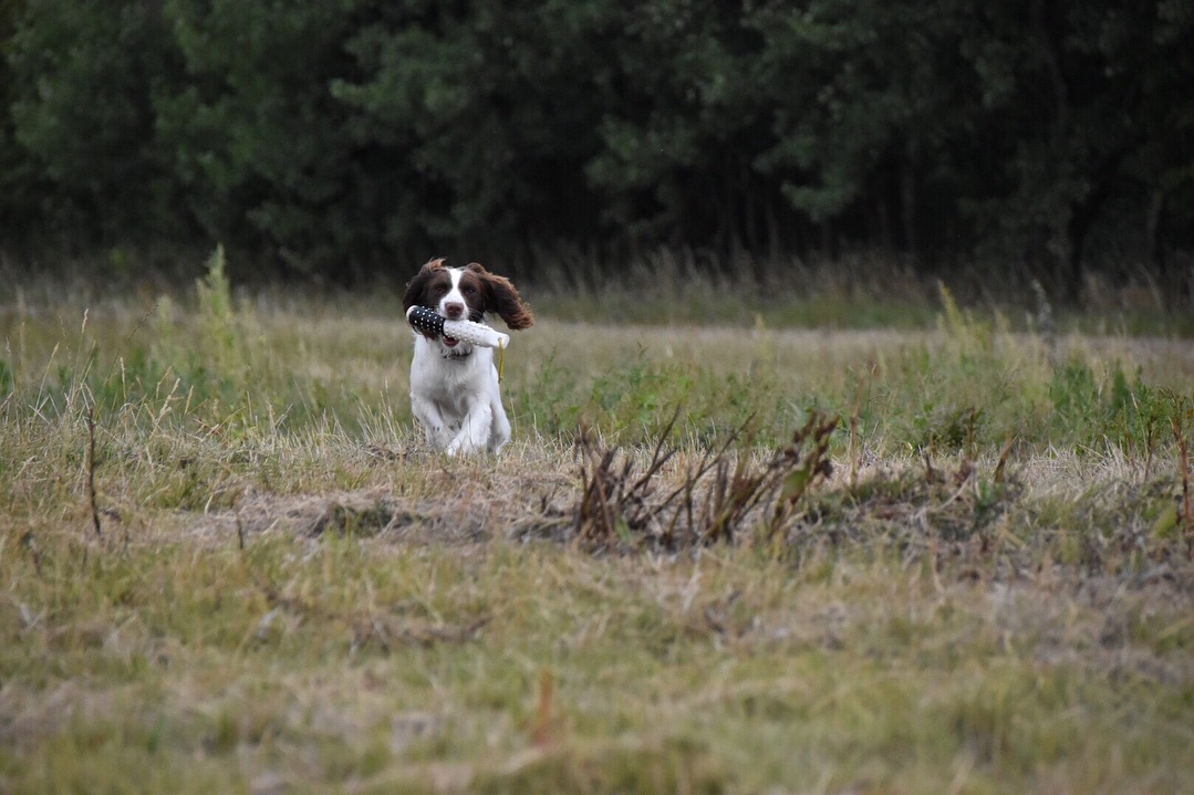 gundog training a rescue springer spaniel