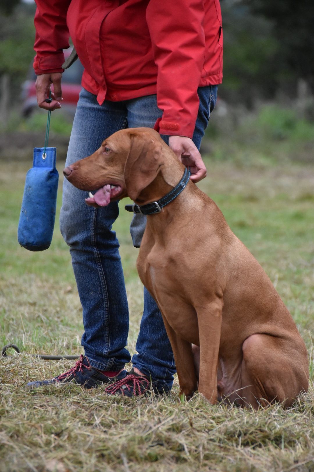 gundog training hungarian vizsla