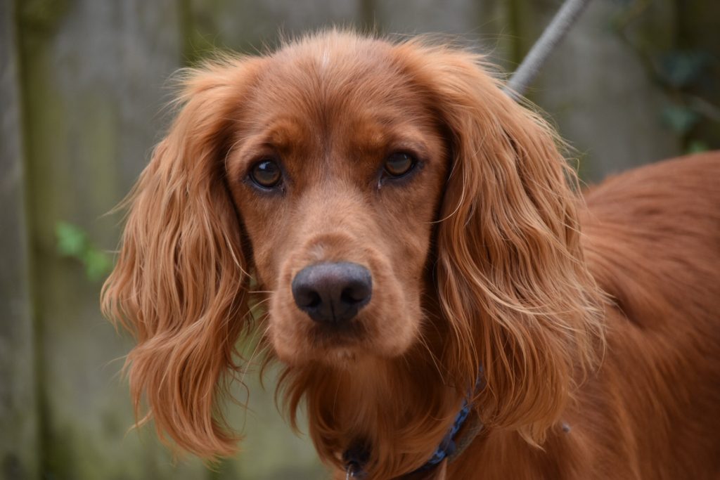 fox red cocker spaniel puppies