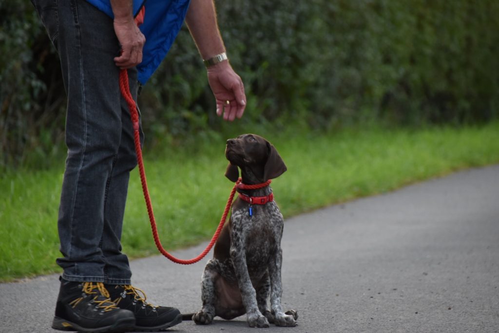 puppy gundog training german shorthaired pointer