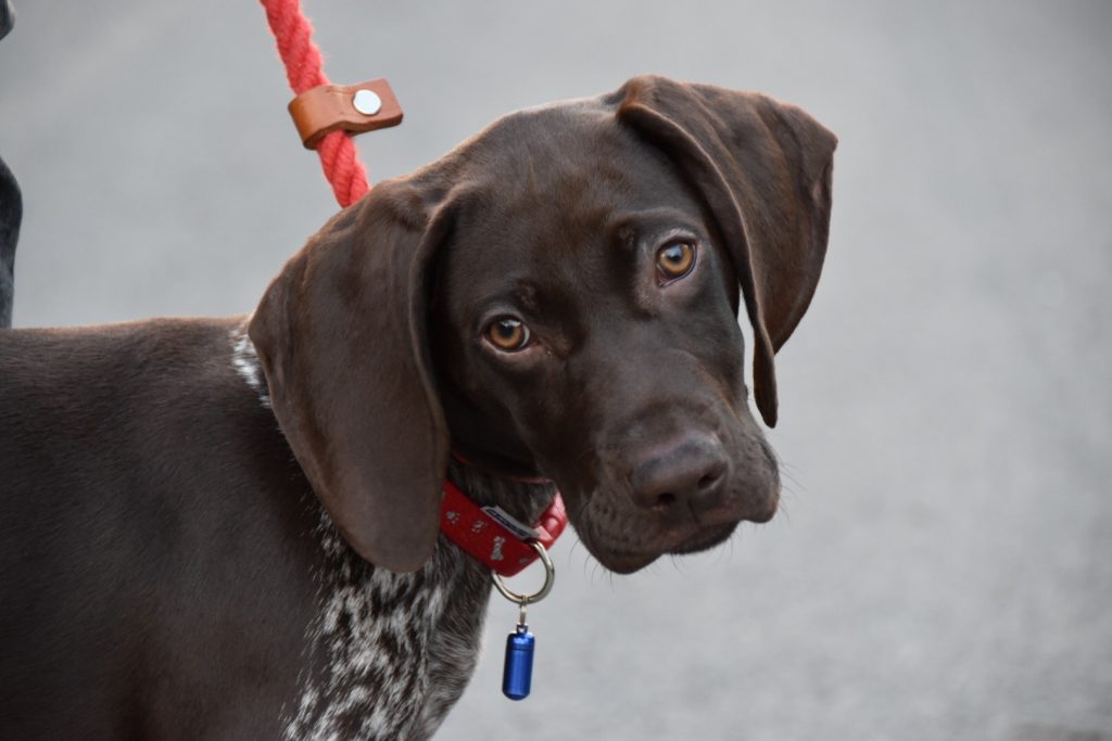 puppy gundog training german shorthaired pointer