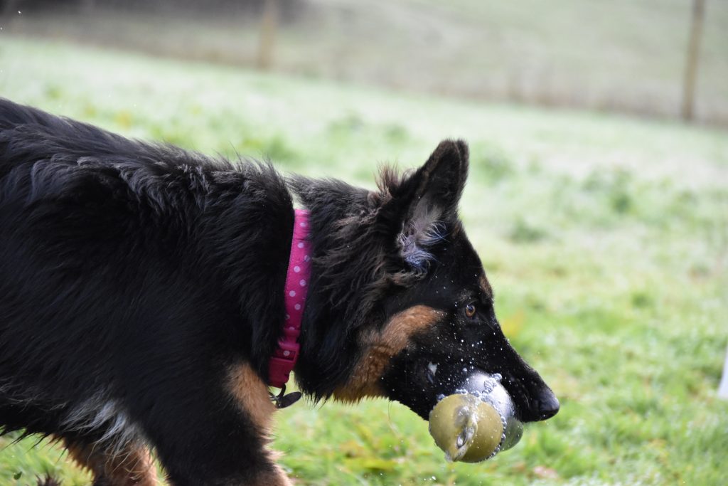 german shepherd dog photography