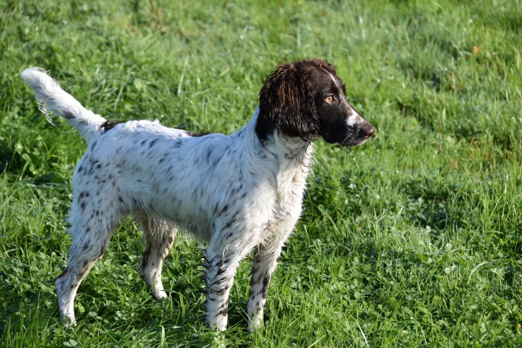 springer spaniel puppy gundog training