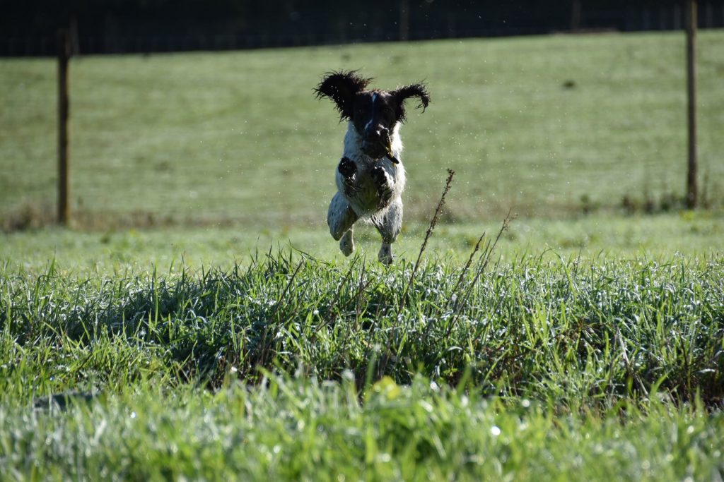 springer spaniel puppy gundog training