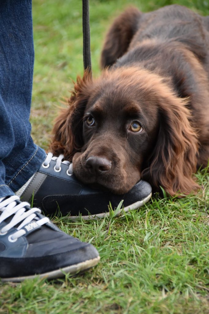 puppy gundog training the tessleymoor way