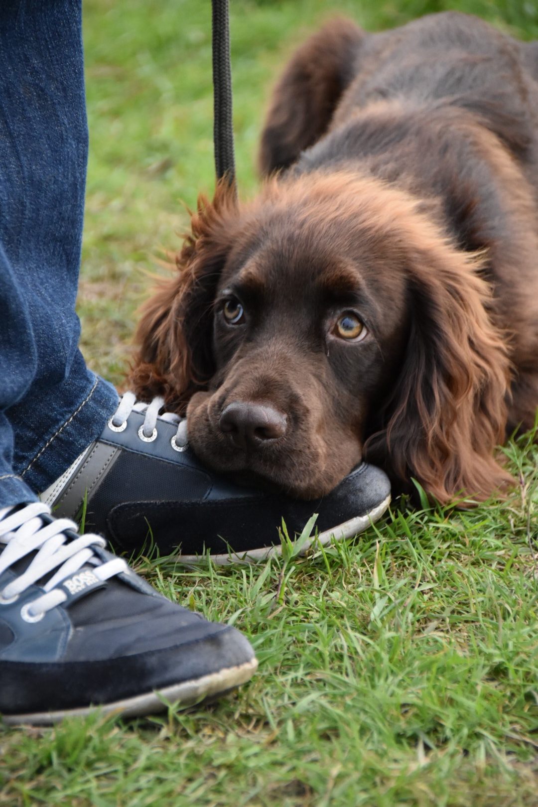 puppy gundog training the tessleymoor way