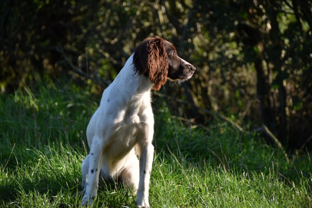 gundog photography training