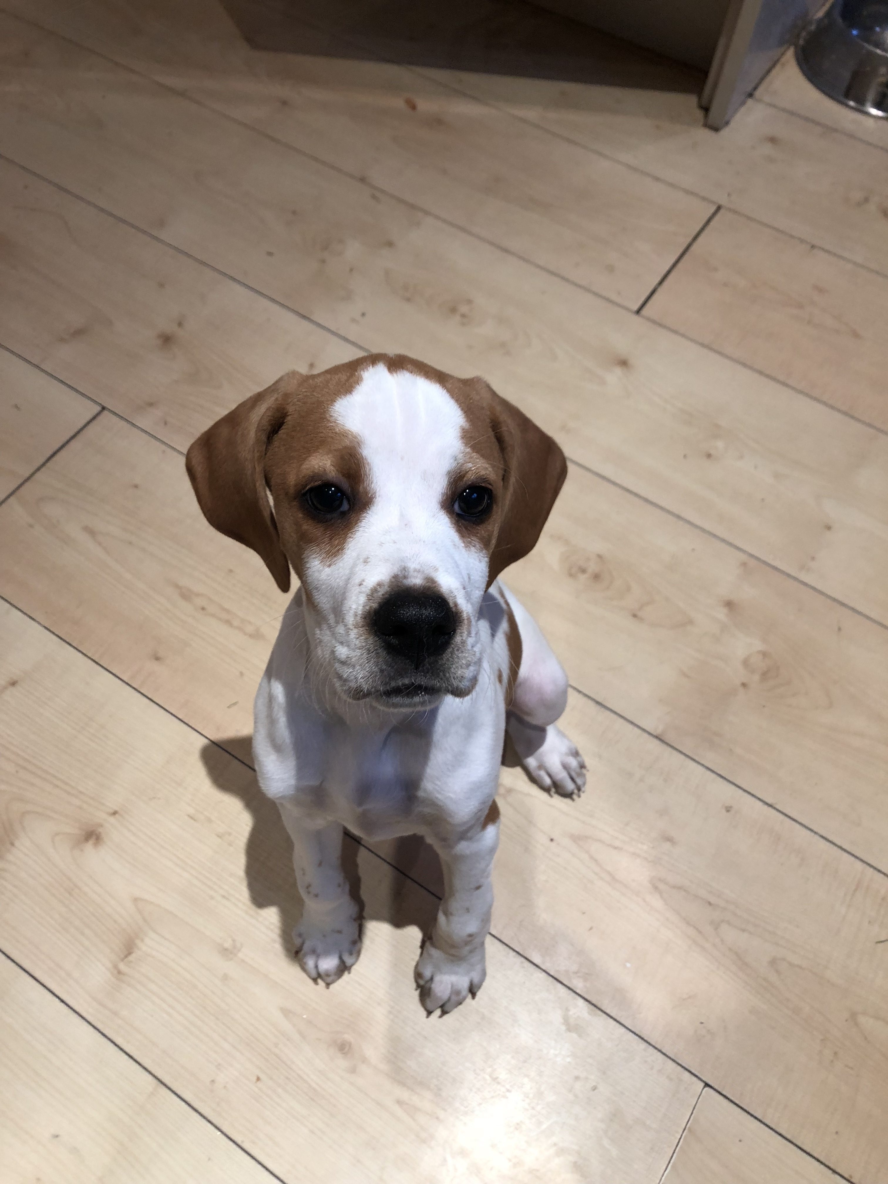 puppy training english pointer