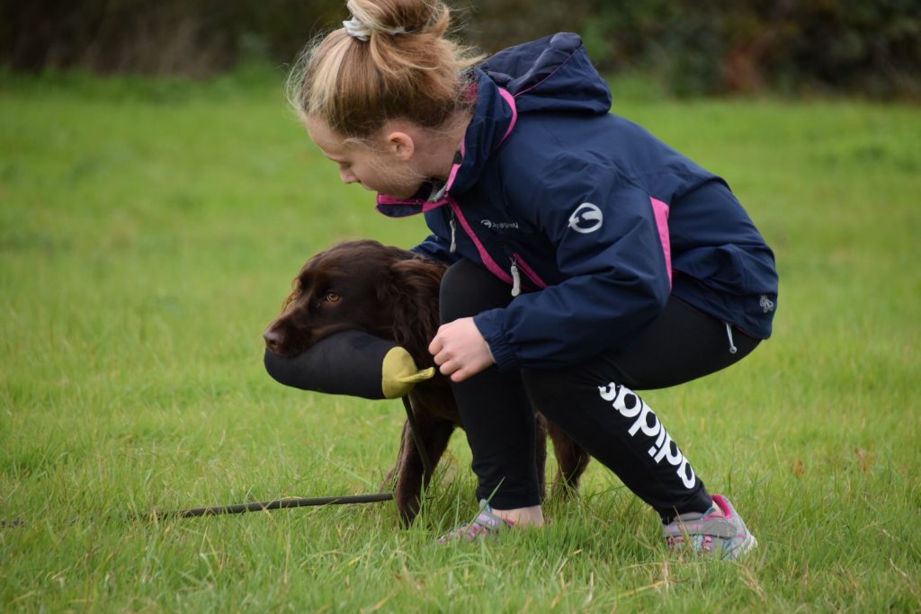 Residential Gundog Training cocker spaniel 