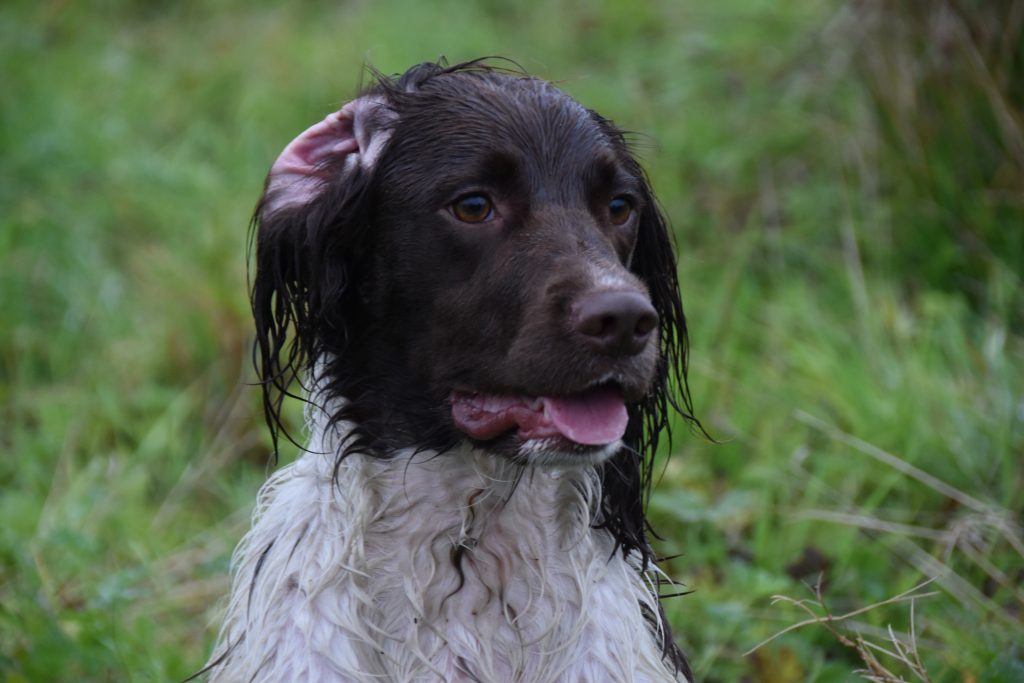 gundog training springer spaniel tessleymoor