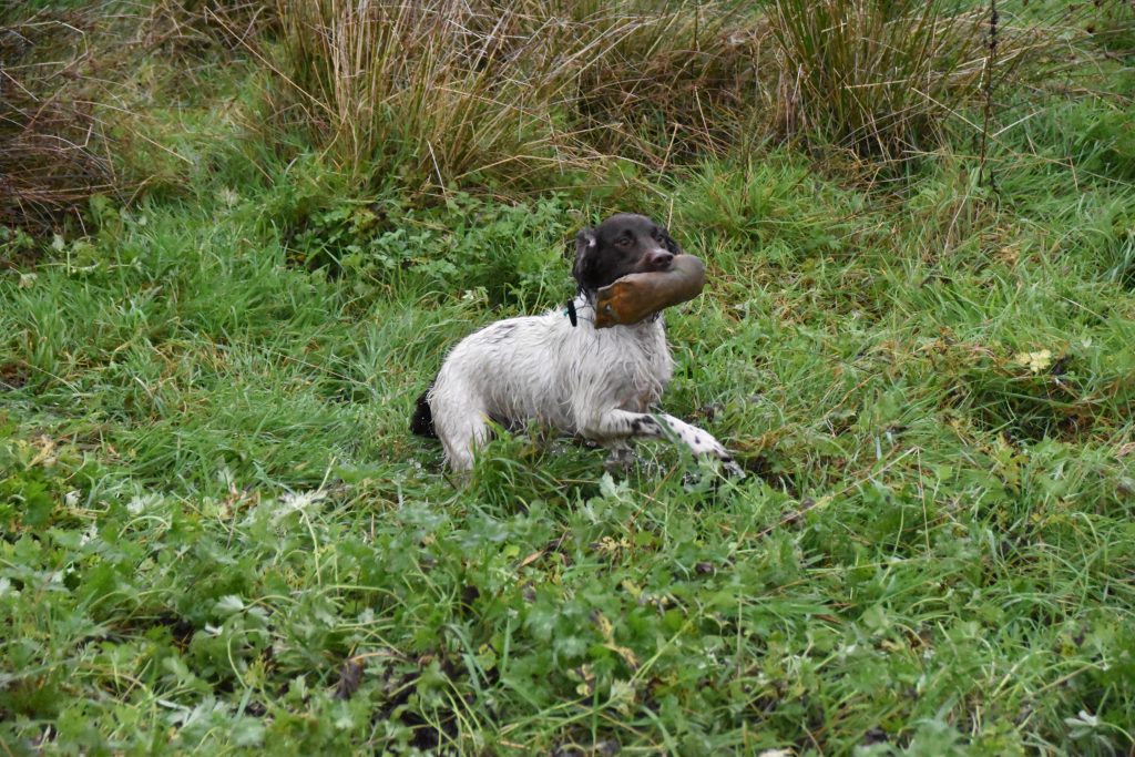 gundog training springer spaniel tessleymoor