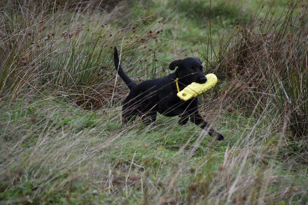 puppy gundog training labrador retriever