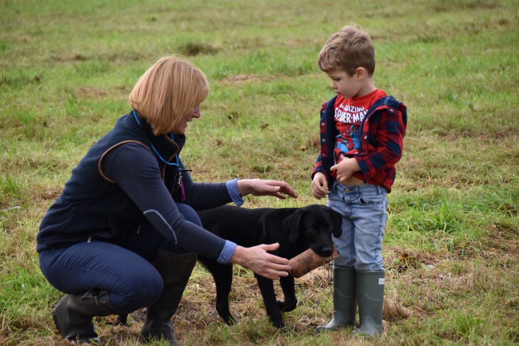 labrador gundog training puppy 3 year old child