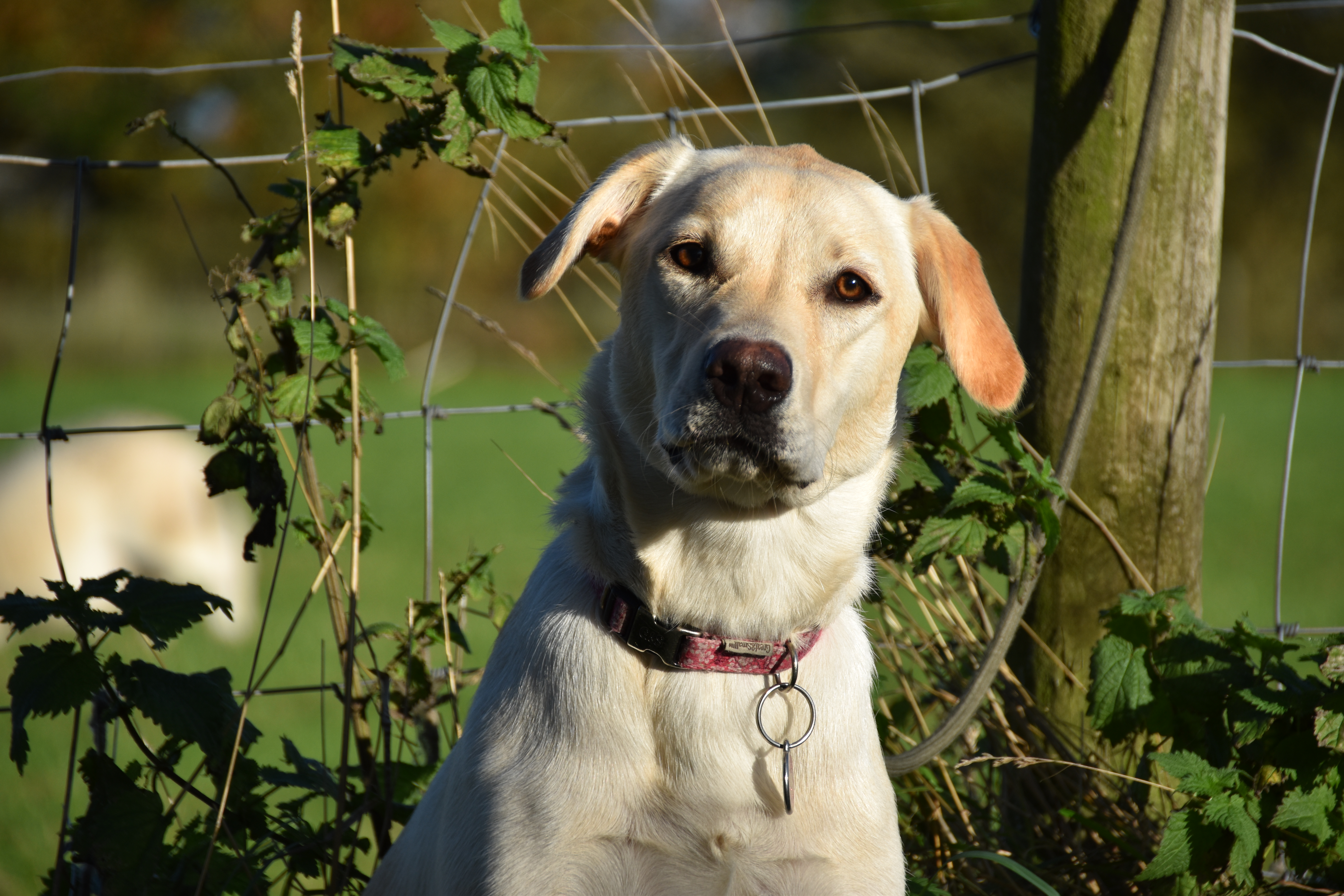 Dog Behaviourist Residential Training Tessleymoor Way