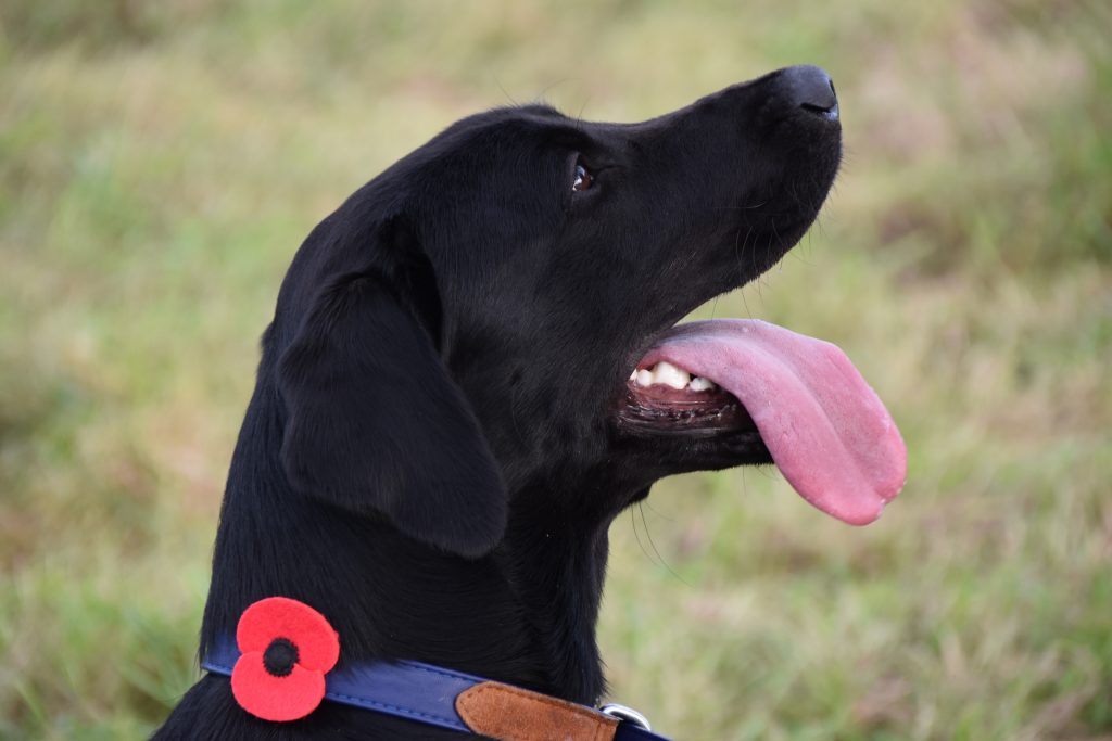 war hero dogs remembrance sunday poppy
