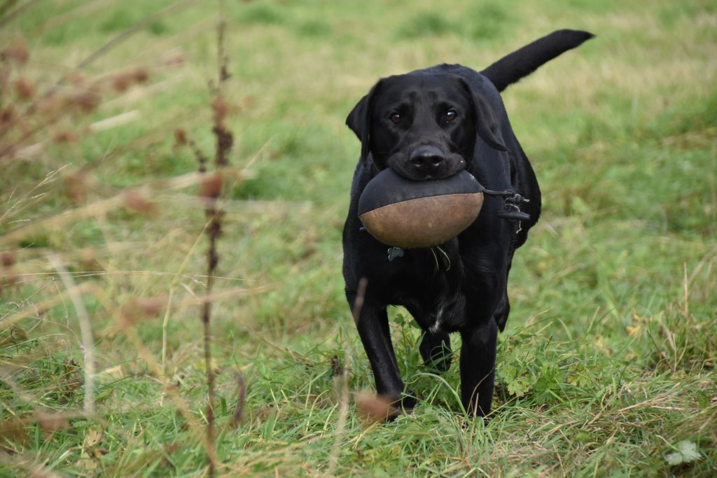 labrador drakeshead puppies sale