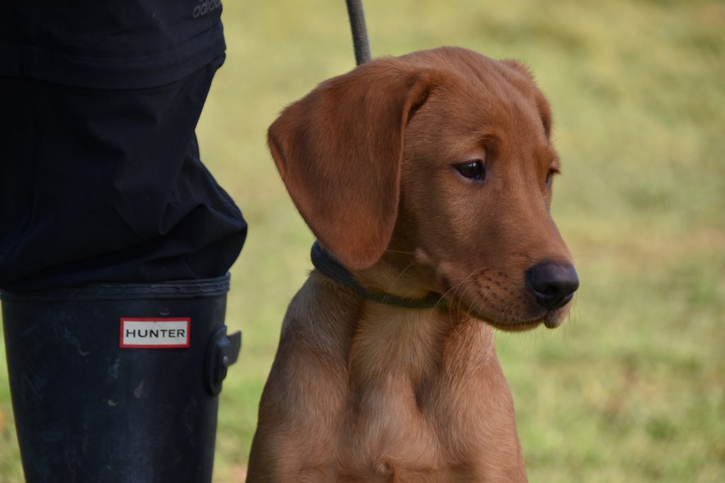 puppy gundog training the tessleymoor way