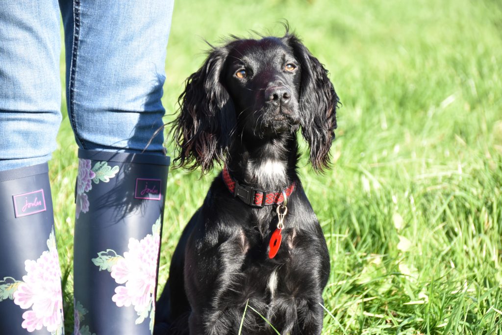 gundog training cocker spaniel
