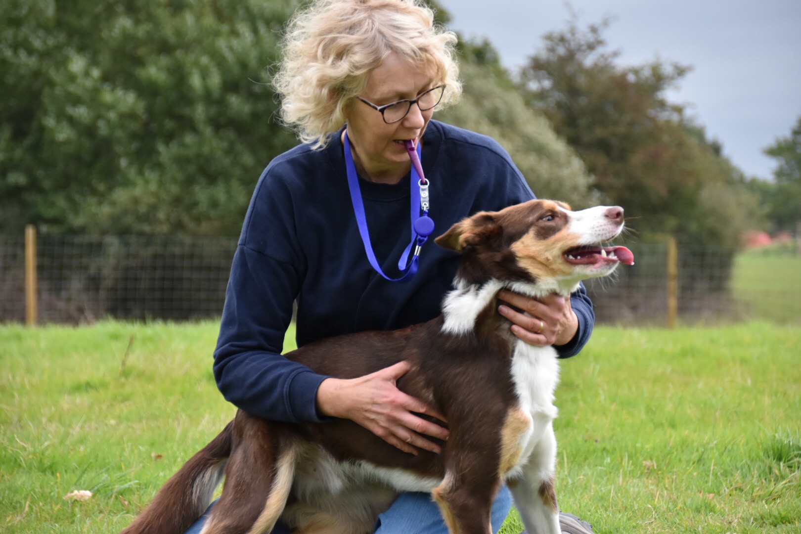 border collie the tessleymoor way