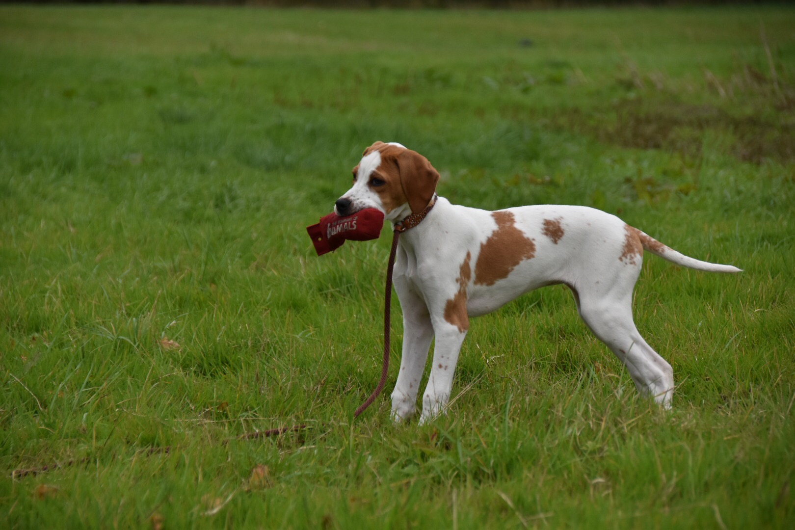 gundog training english pointer the tessleymoor way