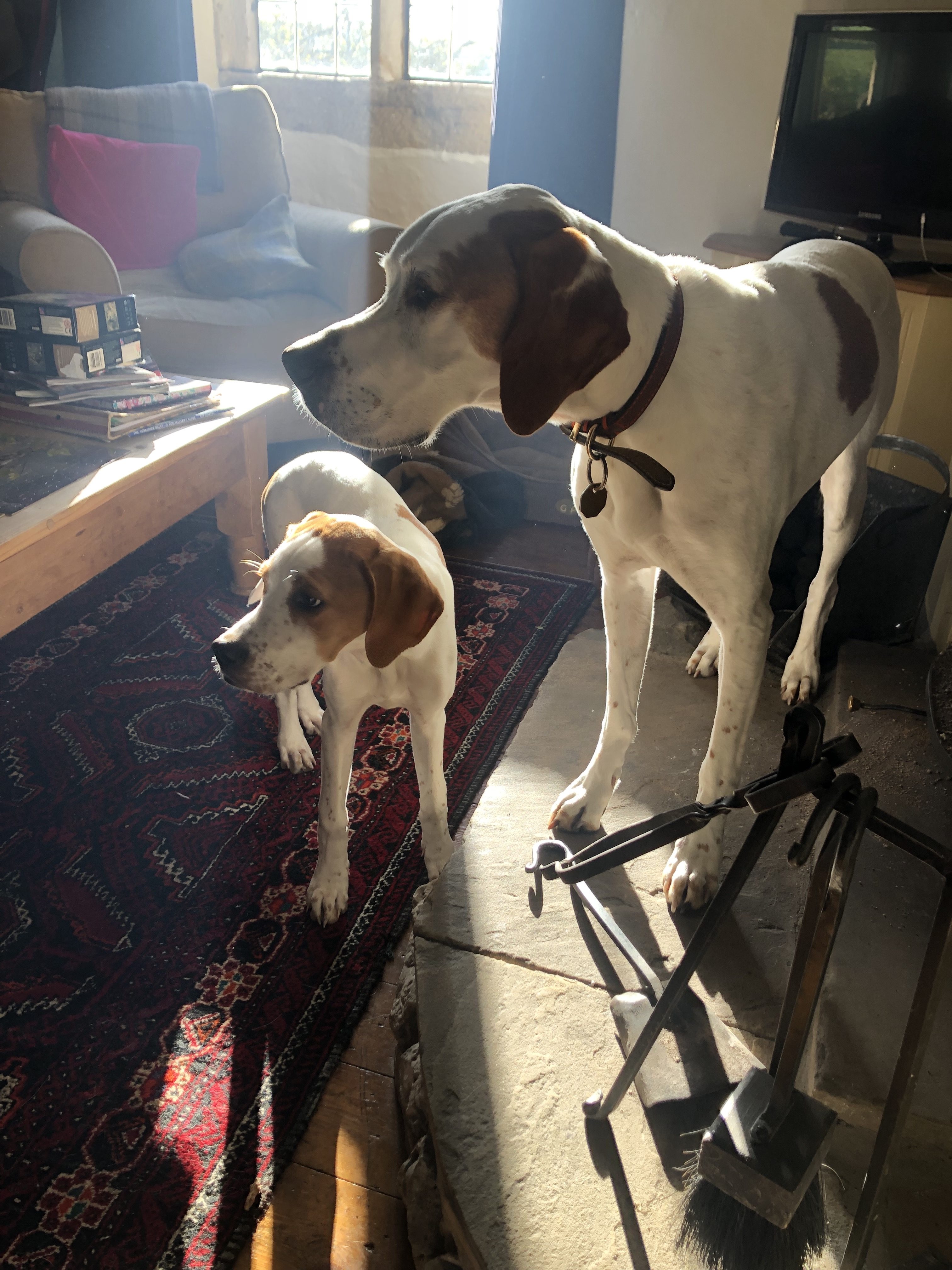 puppy gundog training english pointer