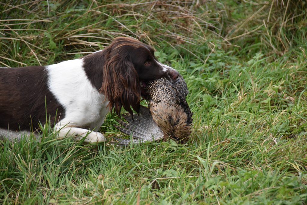 Shooting season pheasant retrieving springer Spaniel 
