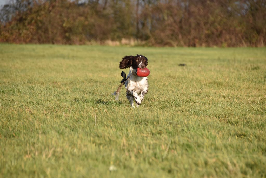 Gundog training puppy springer spaniel dummy launcher