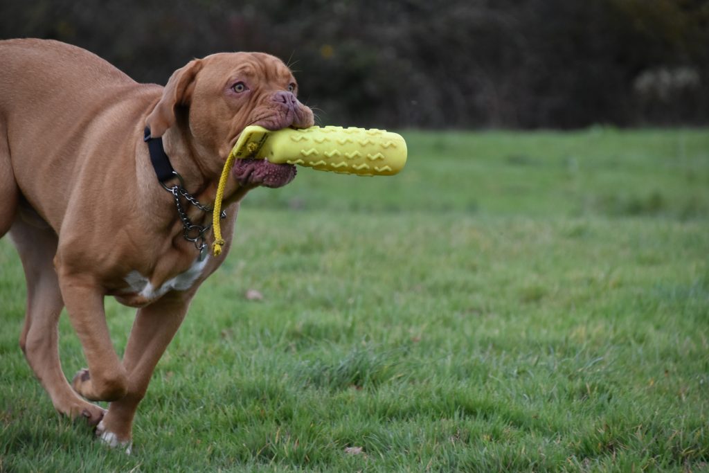Dexter the Dogue De Bordeaux retrieving a dummy